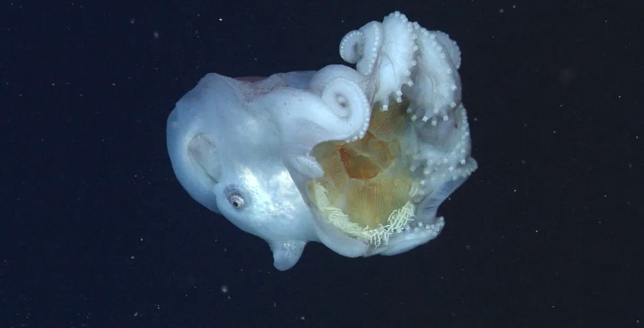 Výsledek obrázku pro hlubokomořské chobotnice