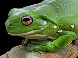 ��by (foto: Lycaon, wikimedia.org)