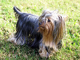 York��rsk� teri�r foto: egarc2, wikimedia.org)