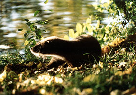 THE OTTER BABY