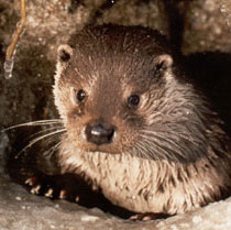 THE OTTER BABY