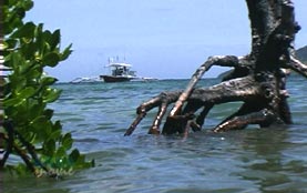 THE UNDERSEA WORLD OF THE PHILIPPINES