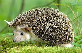 CURIOUS ADVENTURES OF ALADDIN THE HEDGEHOD