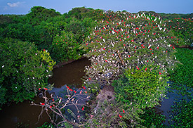 ENDANGERED AMAZONIA