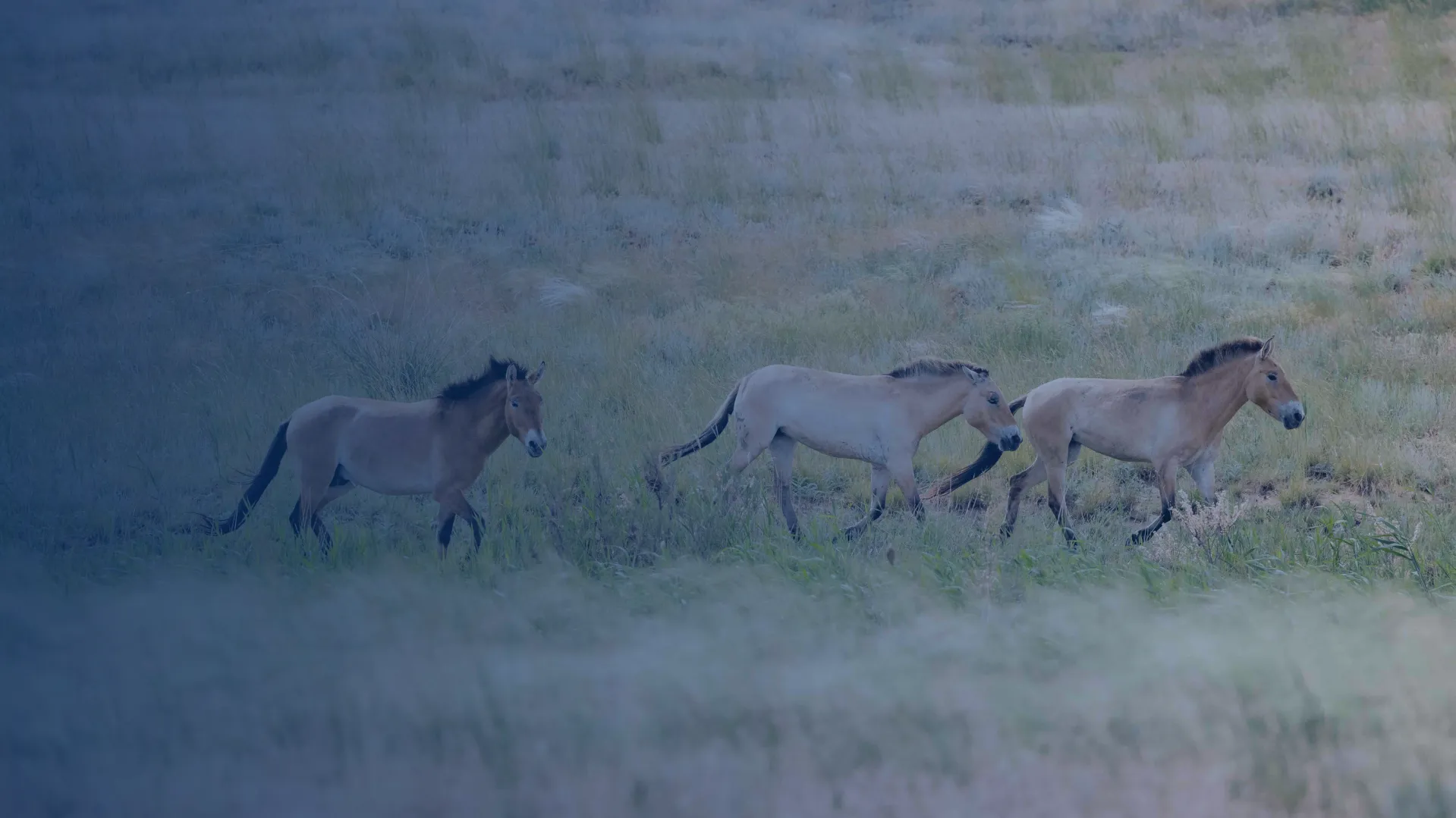 Návrat do Zlaté stepi. ČT přinese dobrodružný návrat koní Převalského ze Zoo Praha do přírody