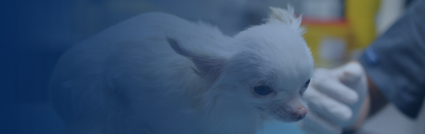 Tým dokumentaristů České televize během natáčení nového filmu odhalil množírnu psů