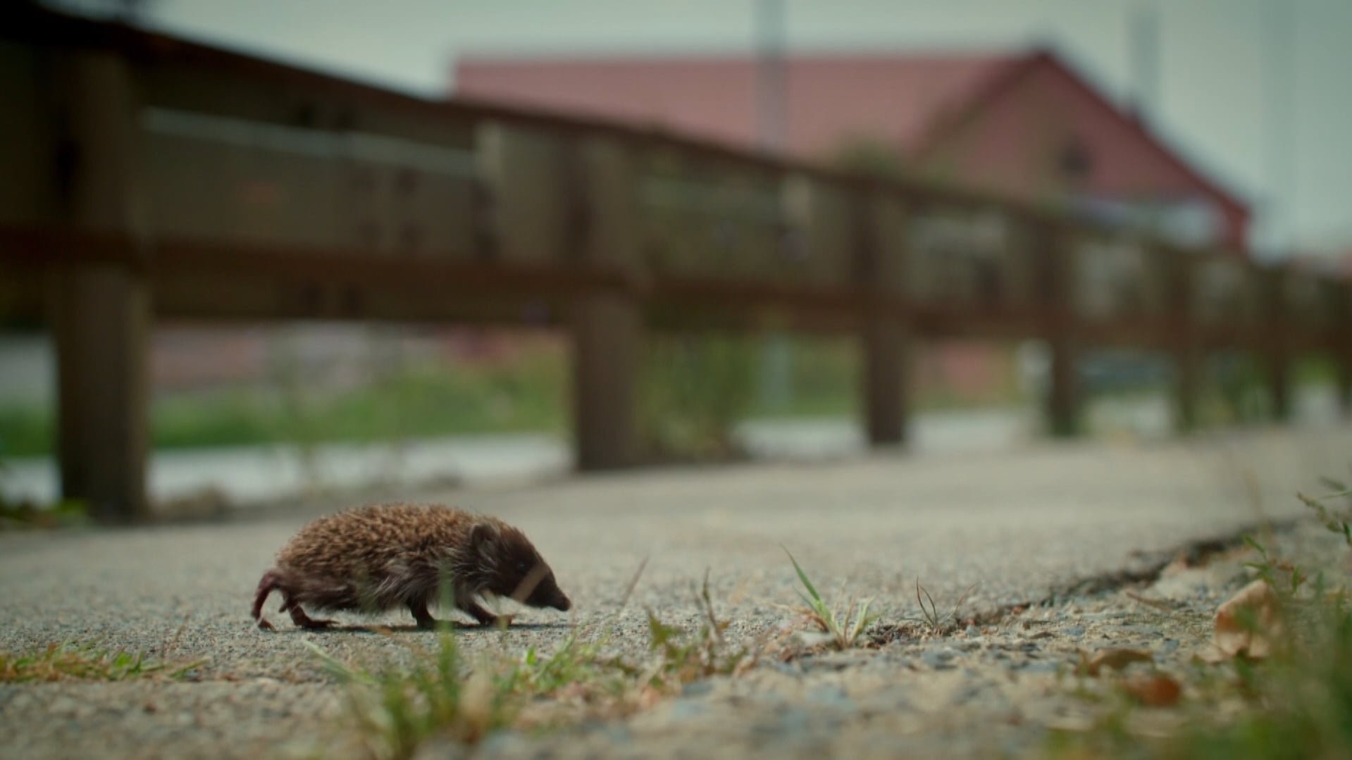 Vzpoura zvířat_záběry z dokumentu_2 © Česká televize